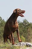 DOBERMANN 210